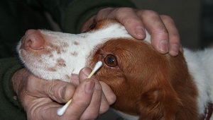 Clean Your Dog’s Eyes-3.jpg